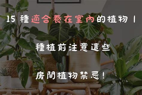 家裡植物|15 種適合養在室內的植物｜種植前注意這些房間植物 